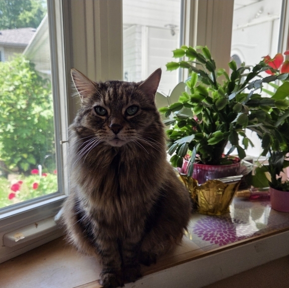 🌟 HOST PICK 🌟 Everything Pets Posh Party 1/2/2024 - Picture 14 of 16